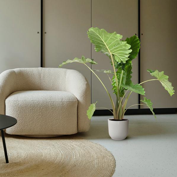 Alocasia Portodora - 120 cm - ø32