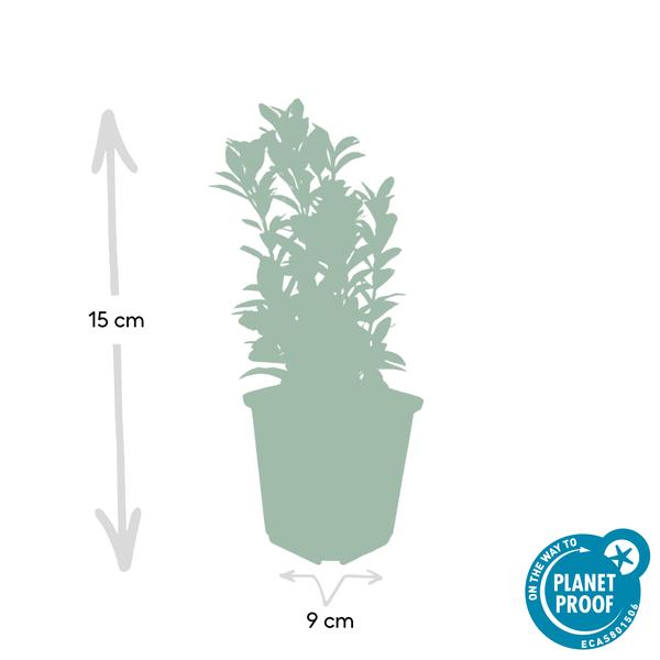 Euonymus jap. Green Spire - ↕10-25cm - Ø9cm - 40x