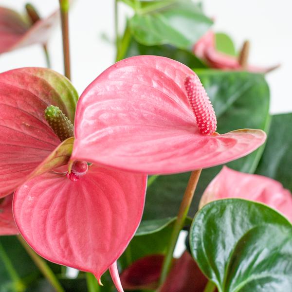 Anthurium Rose explosion avec panier naturel - 55cm - Ø17