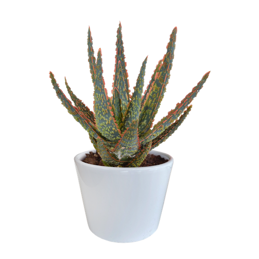 Aloe zebrina Dannyz 10,5cm - en pot blanc