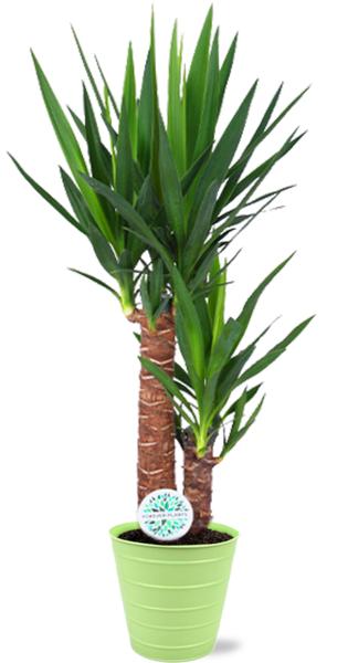 Yucca Elephantipes - Ø17cm - ↕85cm + Pot Bodhi D18x17cm - Vert