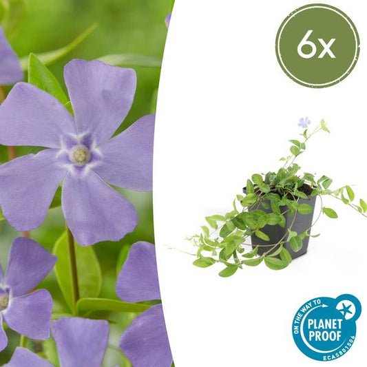 Vinca minor 'La Grave' - ↕10-25cm - Ø9cm - 6x