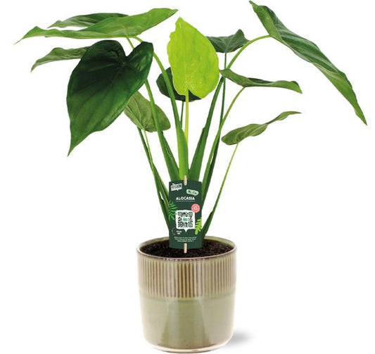Alocasia Cucullata - Ø19cm - ↕55cm + Pot Terni D20x20cm - Vert
