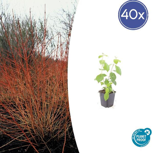 Cornus chantait. 'Feu d'hiver' - ↕10-25cm - Ø9cm - 40x