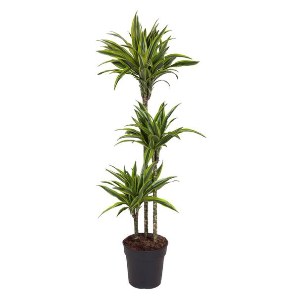 Dracaena Citron Vert - 140 cm - ø24