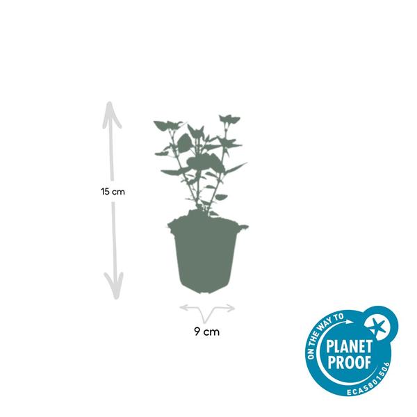 Agastache 'Blue Fortune' - ↕10-25cm - Ø9cm - 60x