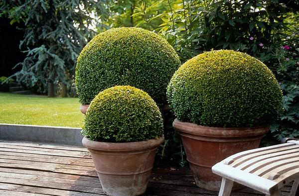 Buxus Sempervirens - ↕10-25cm - Ø9cm - 12x