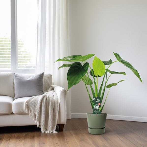 Alocasia Cucullata - Oreille d'éléphant - Ø19cm - ↕55cm