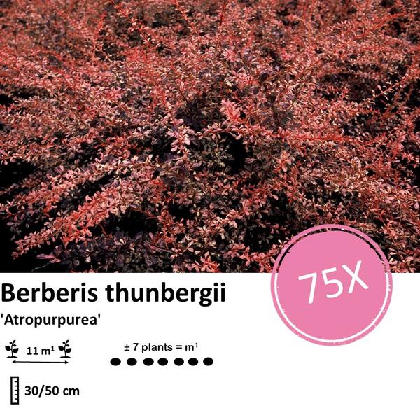 Berberis thunbergii 'Atropurpurea' - ↕30-50cm - racine nue - 75x