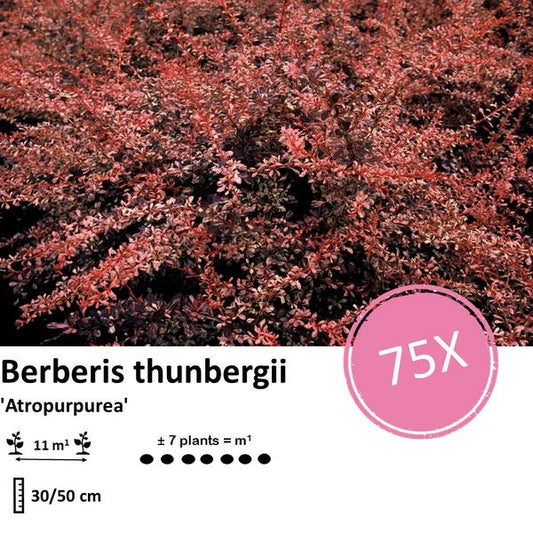 Berberis thunbergii 'Atropurpurea' - ↕30-50cm - racine nue - 75x