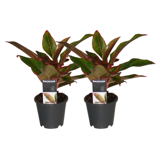 Aglaonema Crète - 2 pièces - ø12 - ↕30cm