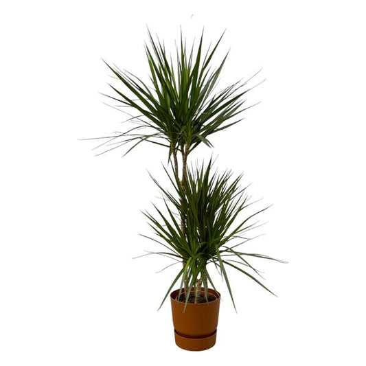 Dracaena Marginata - ↨120cm - Ø21cm dont elho Greenville Rond marron D24xH23