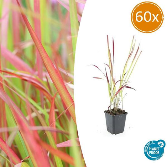 Imperata cylindrica 'Red Baron' - ↕10-25cm - Ø9cm - 60x