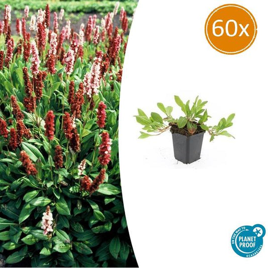 Persicaria aff. 'Darjeeling Red' - ↕10-25cm - Ø9cm - 60x