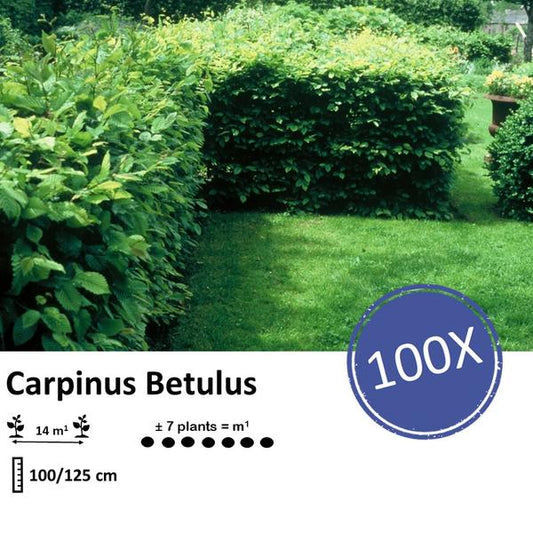 Carpinus Betulus - Racine nue - 100/125 - 100x