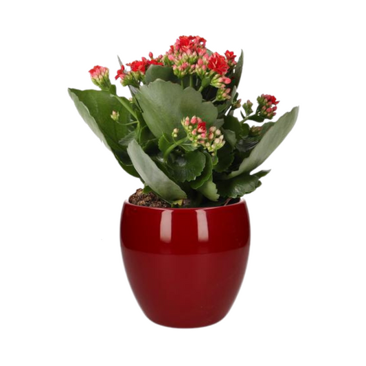 Kalanchoe Rosalina Don Justino Rood - Ø12cm - ↕27cm + Bowl Pot D13/14.5x13cm - Rood