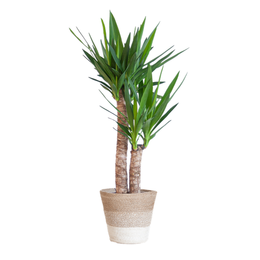 Yucca Elephantipes avec Panier Lisbonne blanc - 90cm - Ø21