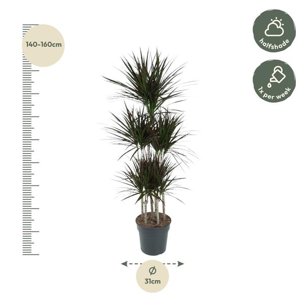 Carrousel Dracaena Magenta - 150cm - ø31