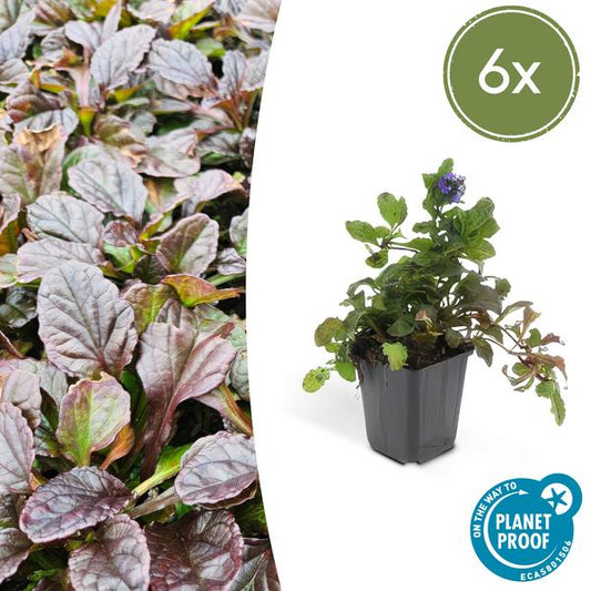 Ajuga reptans - ↕10-25cm - Ø9cm - 6x