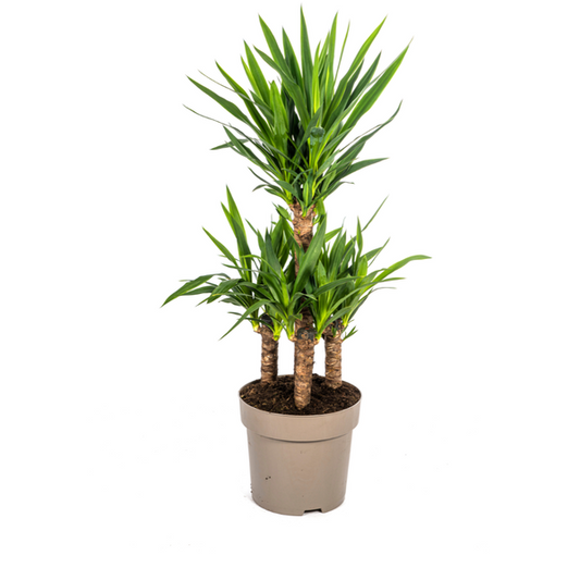 Yucca Éléphantipes Ø30cm - ↕100cm