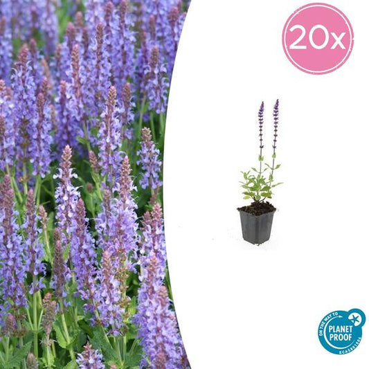 Salvia nem. 'Caradonna' - ↕10-25cm - Ø9cm - 20x