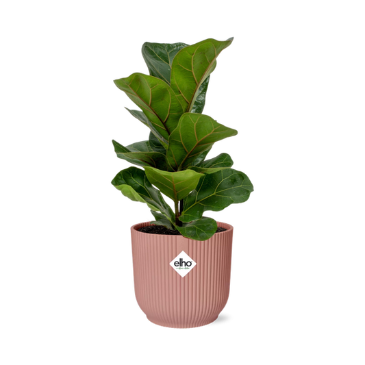 Ficus Lyrata ‘Bambino’ in ELHO Vibes Fold 14cm roze