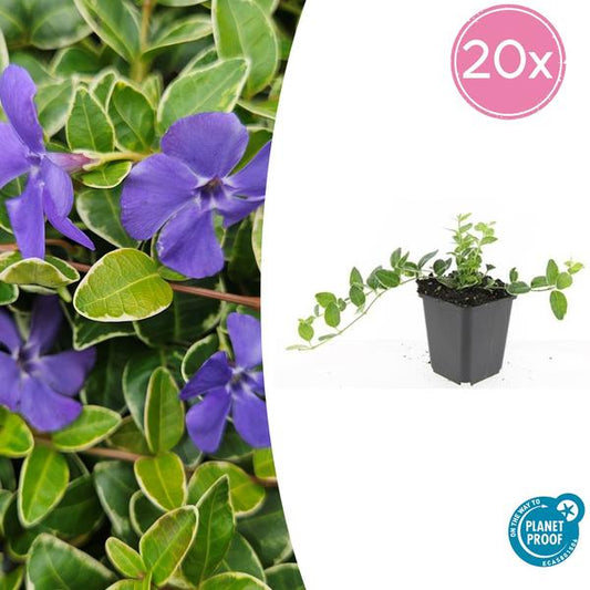 Vinca minor 'Ralph Shugert' - ↕10-25cm - Ø9cm - 20x