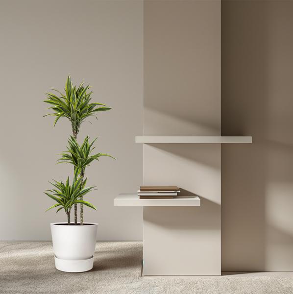 Dracaena Citron Vert - 140 cm - ø24