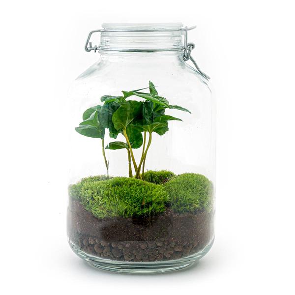 DIY terrarium - Jar - Coffea Arabica - ↕ 28 cm - Rake + Shovel