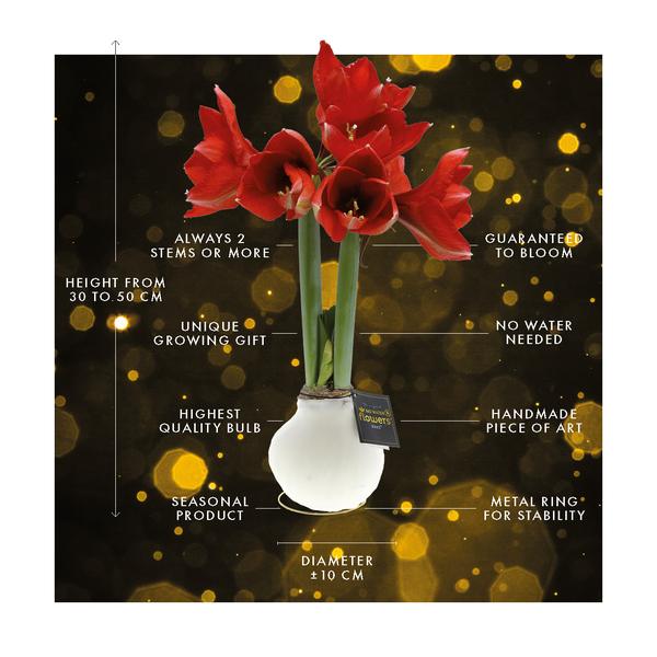 No Water Flowers® (cire d'amaryllis) | Waxz® Printz "Wonderful XMAS" Mix (3 pack) + Fleur rouge