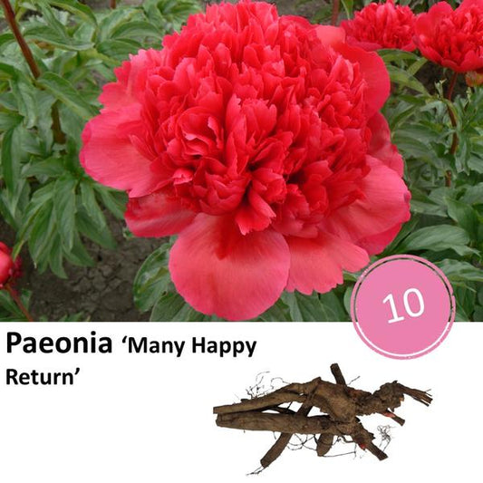 Paeonia 'Beaucoup de retours heureux' - 10x