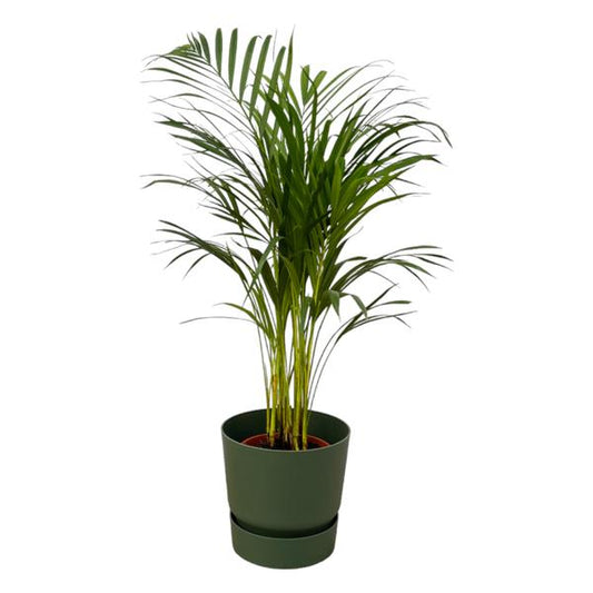 Palmier Areca - ↨85cm - Ø19cm dont elho Greenville Round vert D24xH23
