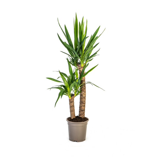 Yucca Éléphantipes Ø19cm - ↕80cm
