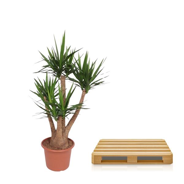 Yucca Elephantipes ramifié - 170 cm - ø45