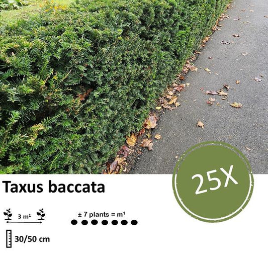 Taxus baccata - ↕30-50cm - racine nue - 25x