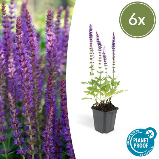 Salvia nem. 'Ostfriesland' - ↕10-25cm - Ø9cm - 6x