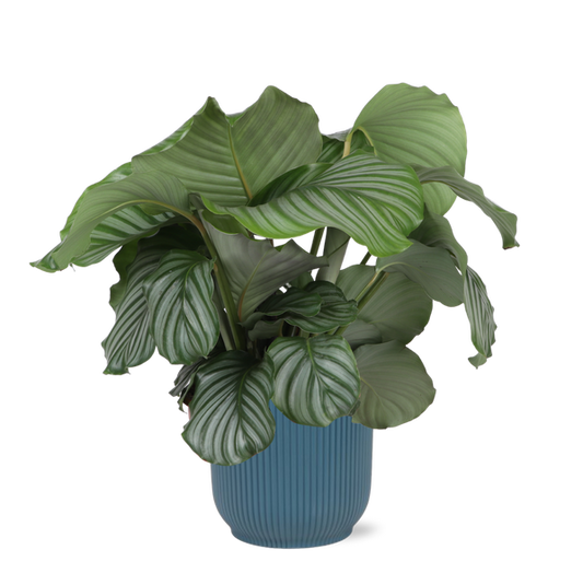 Calathea Orbifolia Ø21cm - ↕70cm en pot VIBES bleu