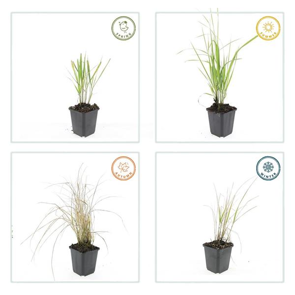 Calamagrostis acut. 'Karl Foerster'  - ↕10-25cm - Ø9cm - 60x