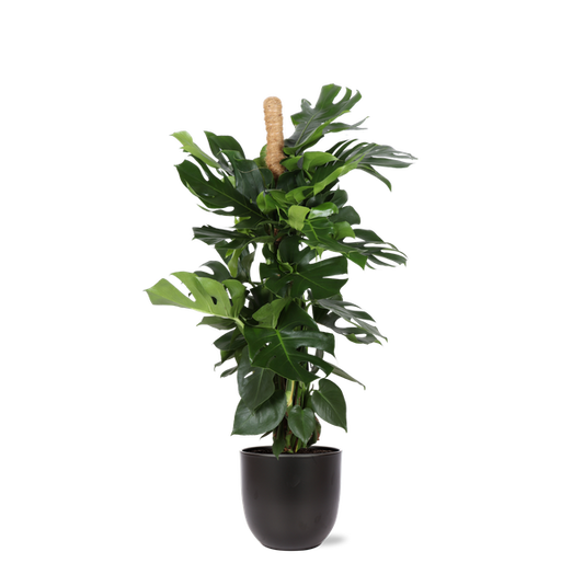 Monstera Deliciosa MOSSTOK Ø27cm ↕150cm in Boule ANTRACIET pot