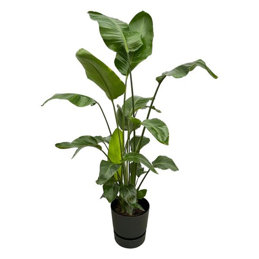 Strelitzia Nicolai dont elho Greenville Rond noir - 160cm - Ø30