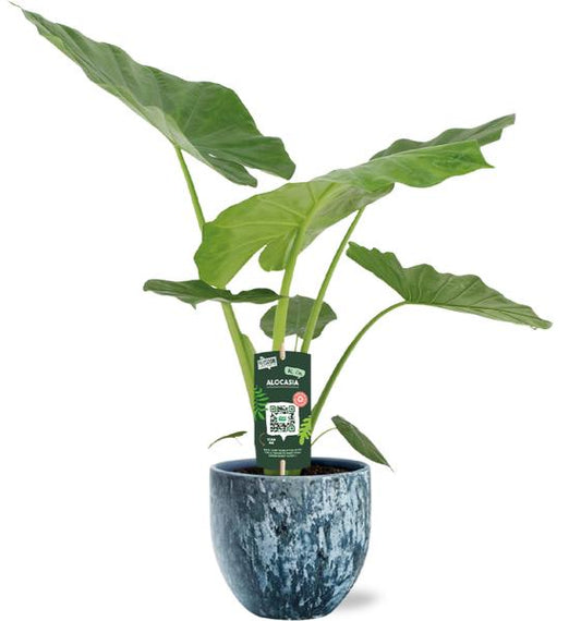 Alocasia Macrorrhiza - Ø19cm - ↕70cm + Pot Sem D20x18cm - Bleu