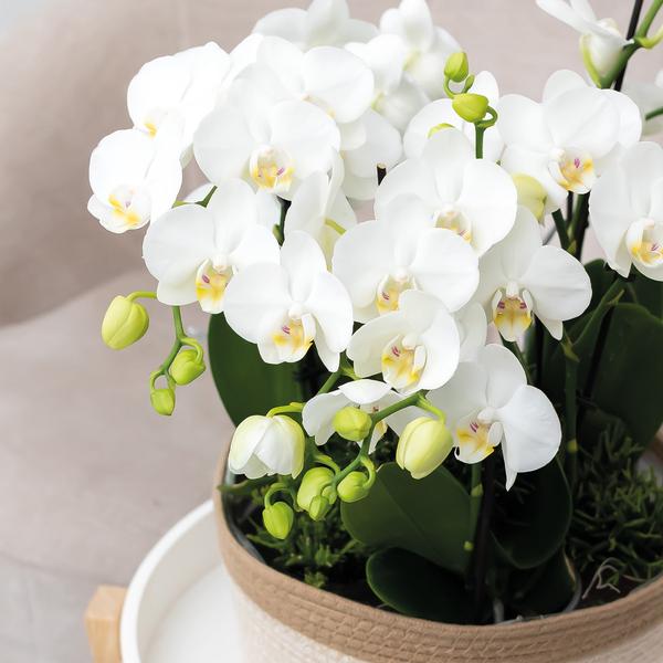 Maison Colibri | Plat panier en coton blanc - Plat en coton tressé avec détail blanc - taille du pot Ø30cm