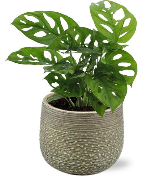 Monstera Monkey Leaf - Ø12cm - ↕30cm + Noale Pot D14,5x12cm - Groen