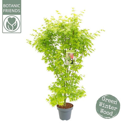Acer Palme. 'Going Green'® - Ø34cm - ↕130cm