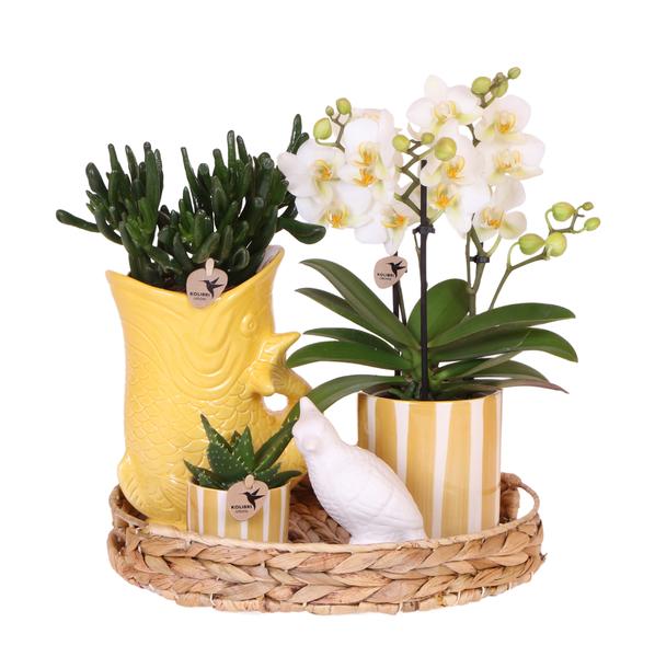 Compagnie des Colibris | Coffret cadeau Coucher de soleil méditerranéen | Ensemble de plantes avec orchidée Phalaenopsis blanche Lausanne et plantes succulentes avec pots décoratifs en céramique