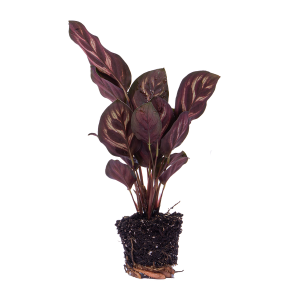 Calathea Makoyana - Pauwenplant - Terrarium plant - Potmaat 6