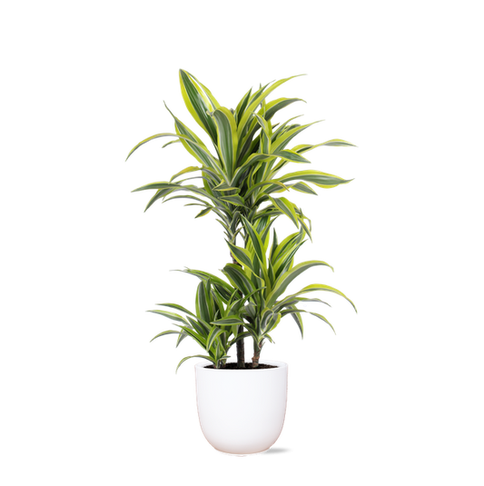 Dracaena Citron Lime Ø21cm - ↕65cm en pot Boule BLANC