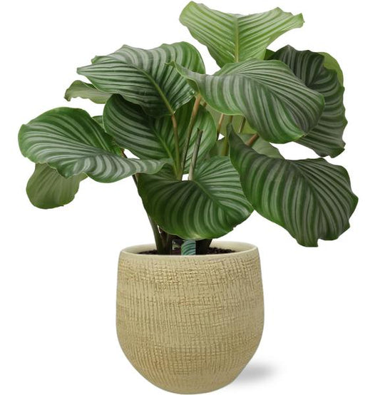 Calathea Orbifolia - Ø21cm - ↕50cm + Ryan Pot D22x20cm - Goud