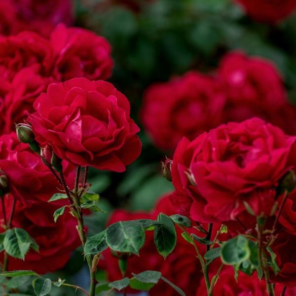 Culvita - Terreau pour roses 40 litres - terreau adapté aux roses - avec amendement pour racines RhizoPlus