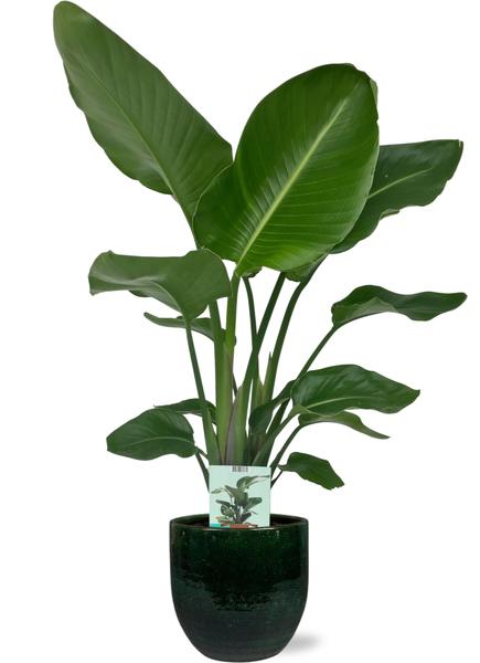 Strelitzia Nicolai - Ø19cm - ↕90cm + Jolin Pot D20x18cm - Groen